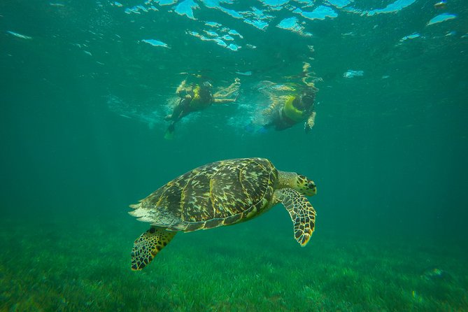Cancun Adventure: Reef Snorkeling & Parasailing Experience - Who should book this Cancun combo