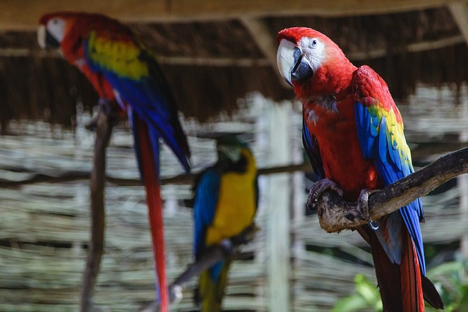 Cancun Extreme Zipline Canopy Tour - The real cost of the $108.50 price