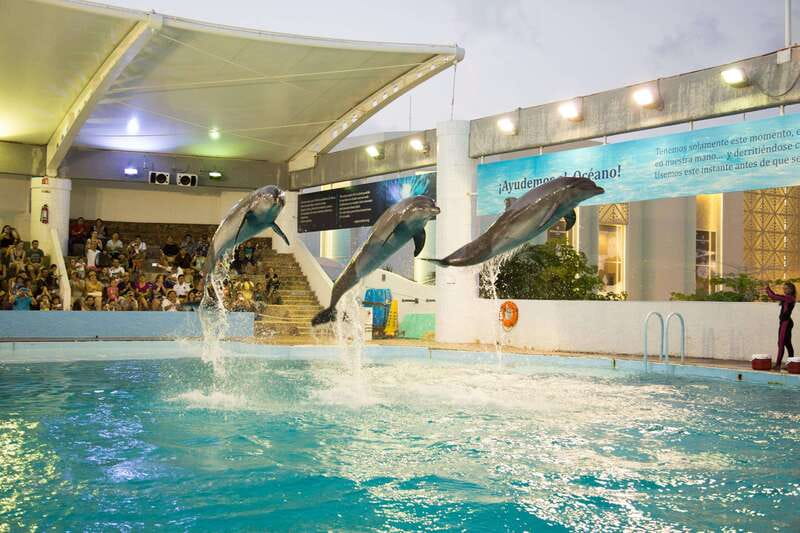 Cancún Interactive Aquarium Admission + Dolphin Presentation - Key Points Before You Go