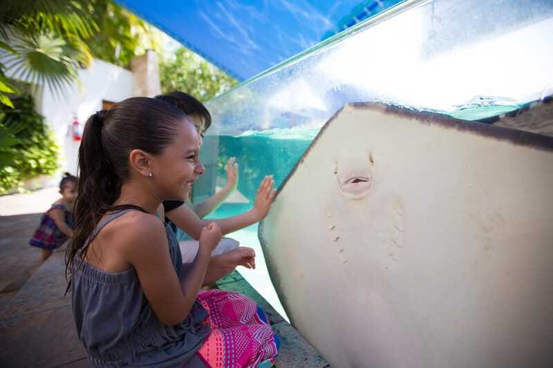 Cancún Interactive Aquarium Admission + Dolphin Presentation - The Axolotl Exhibit and iPad Zone