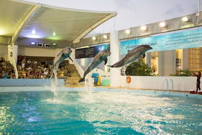 Cancún Interactive Aquarium Admission + Dolphin Presentation - The 7:00 pm Dolphin Presentation