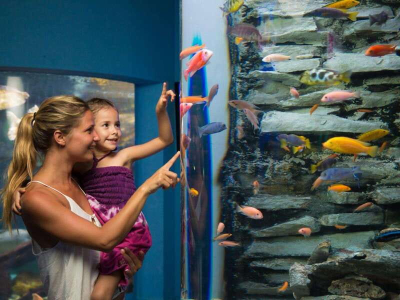 Cancún Interactive Aquarium Admission + Dolphin Presentation - How to Plan Your Visit Around the Clock