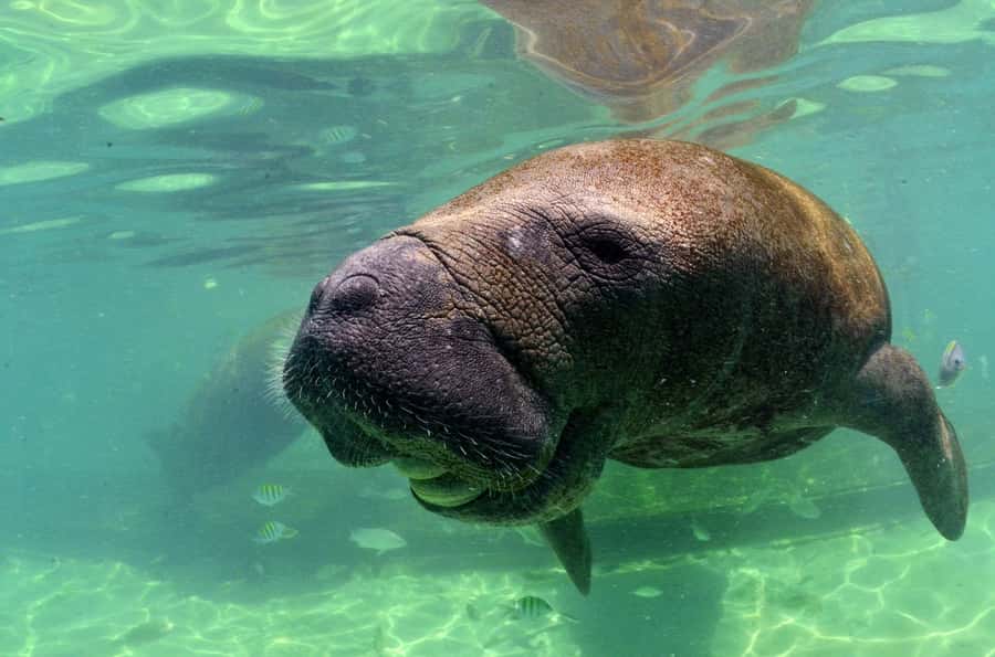 Cancún: Manatee Encounter on Isla Mujeres with Buffet Lunch - Key points to know before you book