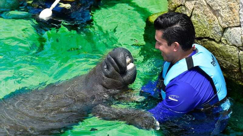 Cancún: Manatee Encounter on Isla Mujeres with Buffet Lunch - FAQ
