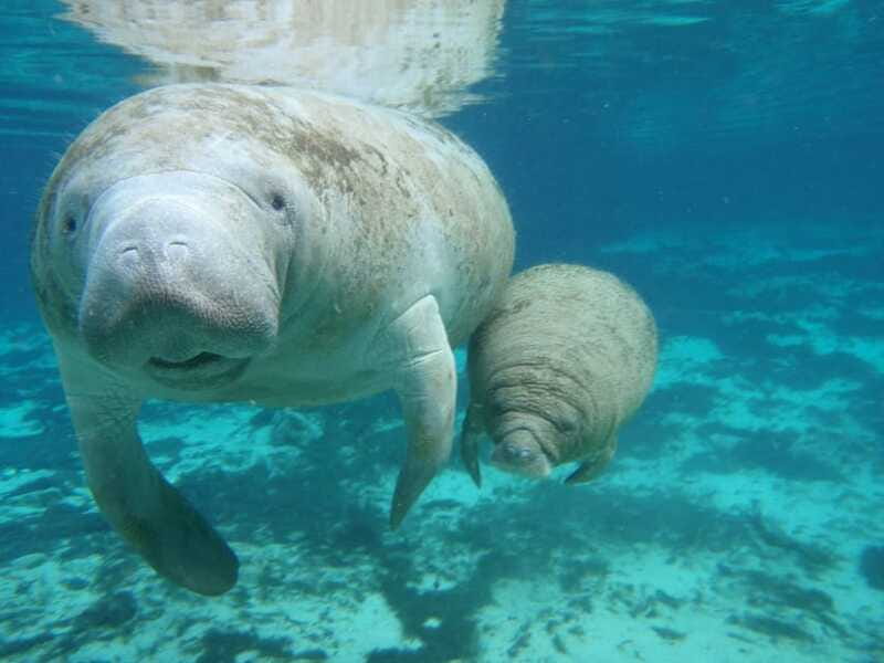 Cancún: Manatee Encounter on Isla Mujeres with Buffet Lunch - Pool time, buffet lunch, and the rest of the afternoon