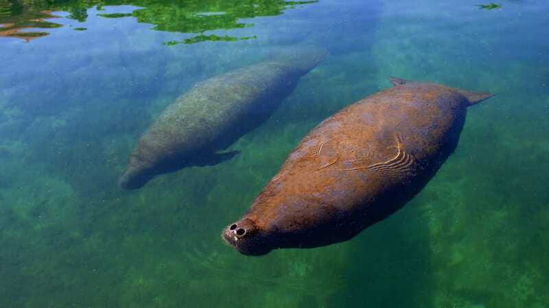 Cancún: Manatee Encounter on Isla Mujeres with Buffet Lunch - The true cost of a $55 outing