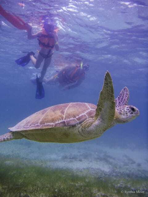 Cancun: Marine Turtle Observation in Akumal - What the $135 price really covers