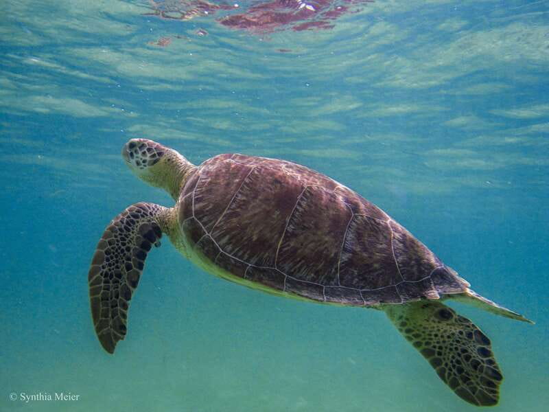 Cancun: Marine Turtle Observation in Akumal - Comfort, swimming ability, and family fit