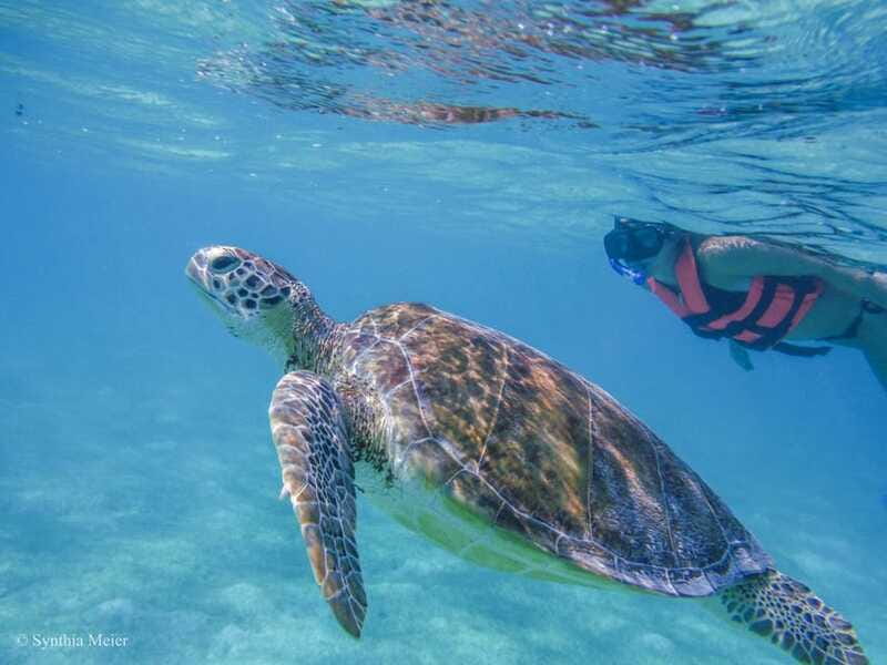 Cancun: Marine Turtle Observation in Akumal - FAQ