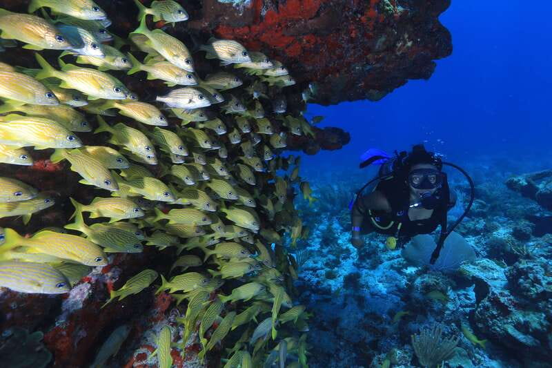 Cancun: Scuba Diving for Beginners, 2 Dives - Booking details worth keeping in mind