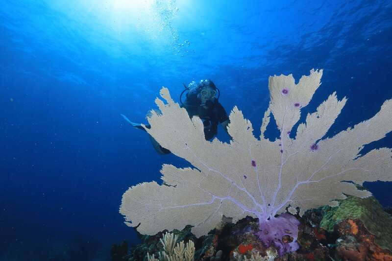 Cancun: Scuba Diving for Beginners, 2 Dives - Manchones reef brings the sea to life