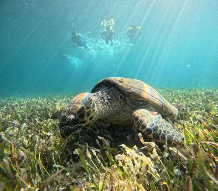 Cancun: Snorkeling Boat Tour with Gear - A shipwreck on white sand