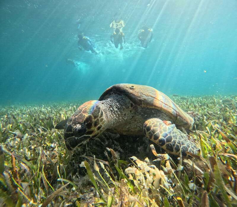 Cancun: Snorkeling Boat Tour with Gear - El Meco reef: the easiest place to settle in