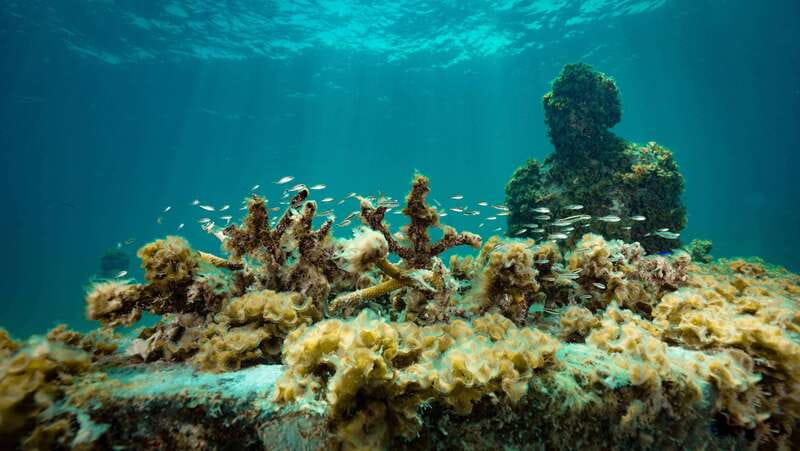 Cancun: Snorkeling Tour at MUSA The Underwater Museum - Who Should Book This Experience