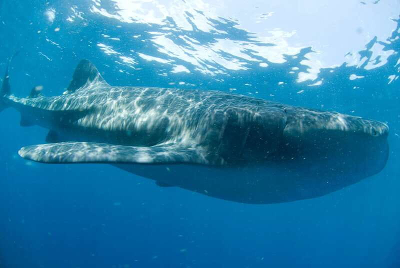 Cancún: Swim with Whale Sharks - Why this Cancún whale shark trip is special