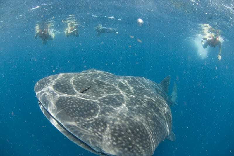 Cancún: Swim with Whale Sharks - From hotel pickup to Marina Xtabay