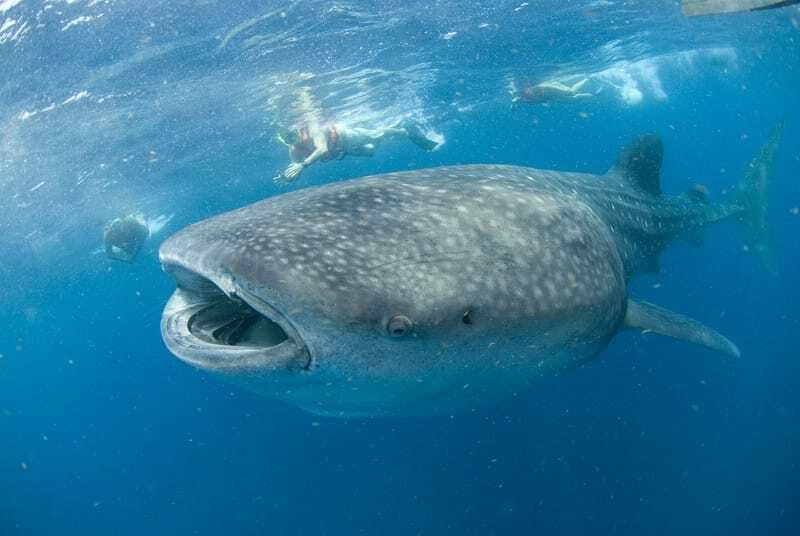 Cancún: Swim with Whale Sharks - Entering the water with the whale sharks