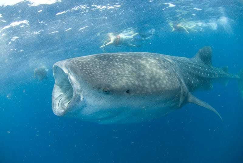 Cancún: Swim with Whale Sharks - What the $160 price includes
