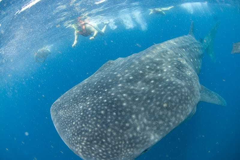 Cancún: Swim with Whale Sharks - The comfort and safety details that matter