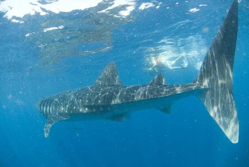 Cancún: Swim with Whale Sharks - Who will enjoy this most