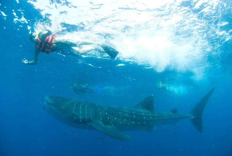 Cancún: Swim with Whale Sharks - The boat ride and the search near Isla Contoy