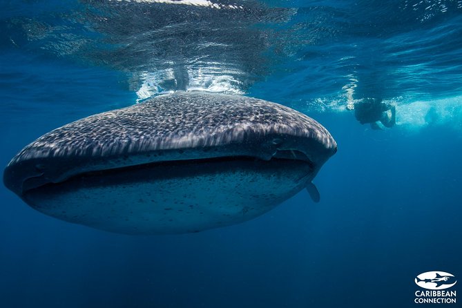 Cancun Whale Shark Encounter - Meeting the whale sharks off Cancun