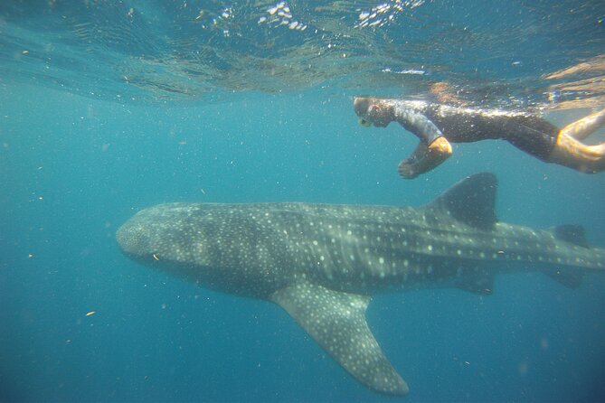 Cancun Whale Shark Encounter - Playa Norte gives the morning a softer finish