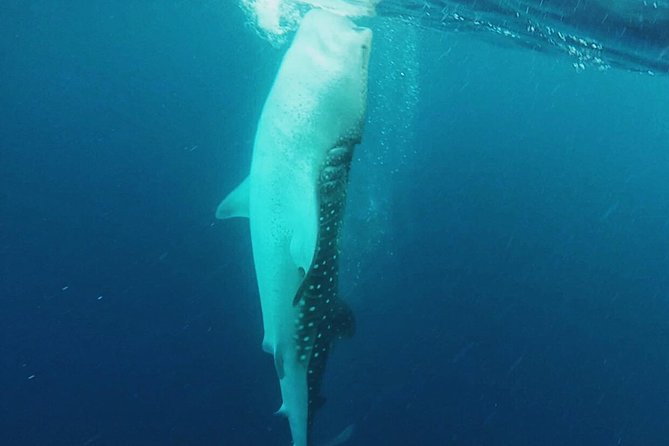 Cancun Whale Shark Encounter - Is $210 a fair price?