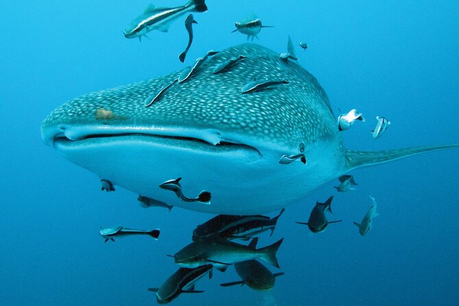 Cancun Whale Shark Encounter - Practical details that affect your morning
