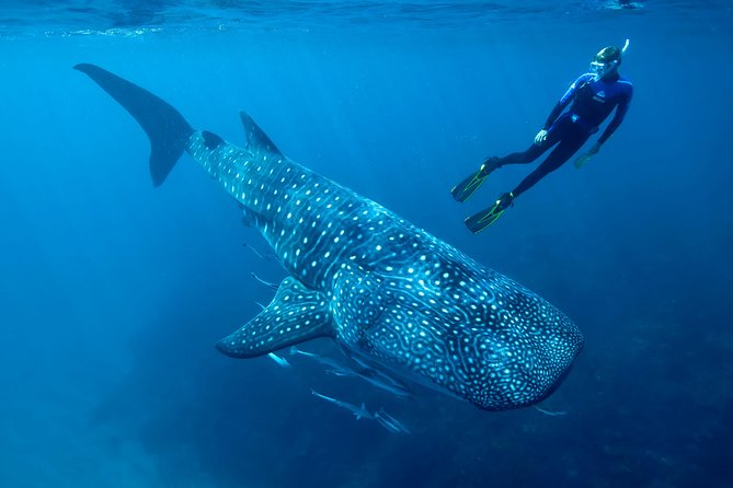 Cancun Whale Shark Encounter - Punta Sam logistics and the value of an early pickup