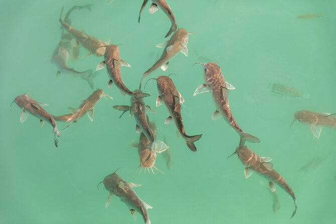 Catamaran Adventure: Sailing and Swimming in the Bacalar Lagoon - Group size and who will enjoy it most