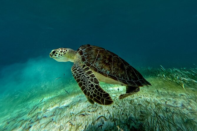 Catamaran Cruise in Riviera Maya With Snorkeling & Beach Club - Practical ways to improve your day