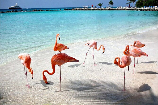Celestun Beach and Mangrove Boat Ride from Merida - Mangroves, springs, and the possible Mayan bath