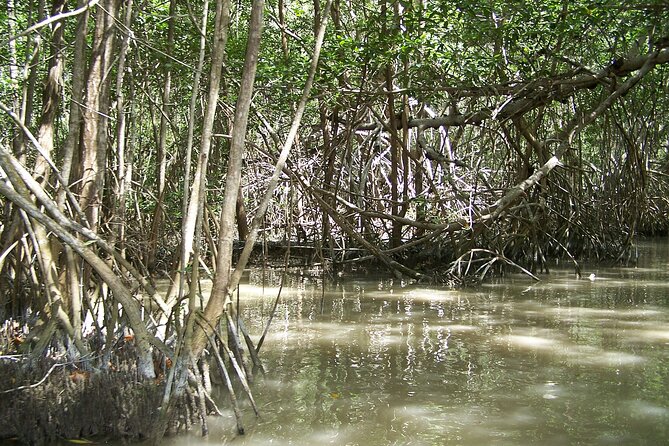 Celestun Beach and Mangrove Boat Ride from Merida - Lunch in Celestun and the long beach afternoon