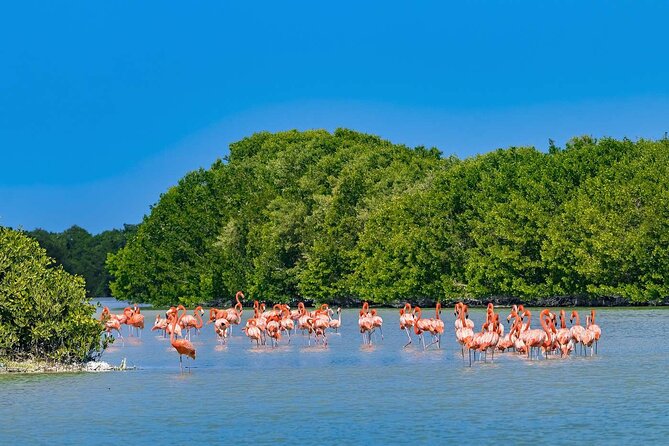 Celestun Beach and Mangrove Boat Ride from Merida - Season, weather, and what you may see