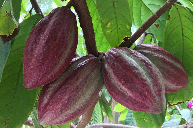 Chocolate Tour in Vallarta - Seeing cacao before it becomes chocolate