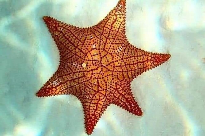 Colombia, Palancar & Cielo Cozumel Snorkel Tour - Turtle sightings and the marine life you may find