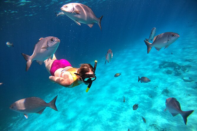 Colombia, Palancar & Cielo Cozumel Snorkel Tour - Is $65.71 a fair price?