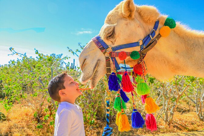 Combo Single Offroad 4x4 UTV, Camel Ride, Lunch & Tequila Tasting - Who should book this experience?