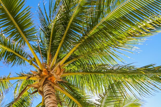 Costa Maya Chacchoben Mayan Ruins & Mexican Lunch at the Beach - Who should book this Costa Maya excursion?