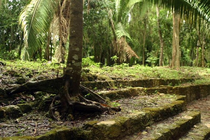 Costa Maya Shore Excursion: Chacchoben Day Trip - The minivan ride into the jungle
