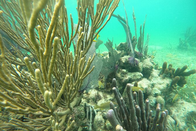 Costa Maya, snorkeling on the reef with fish, looking for turtles - A short boat ride to Mahahual’s reef