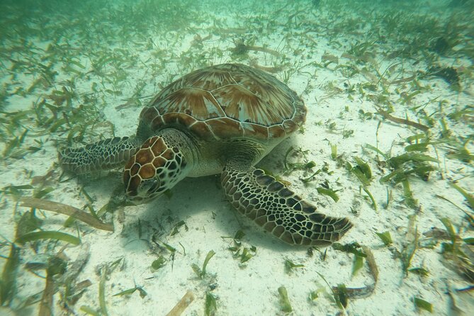 Costa Maya, snorkeling on the reef with fish, looking for turtles - A guide-led swim that works well for families
