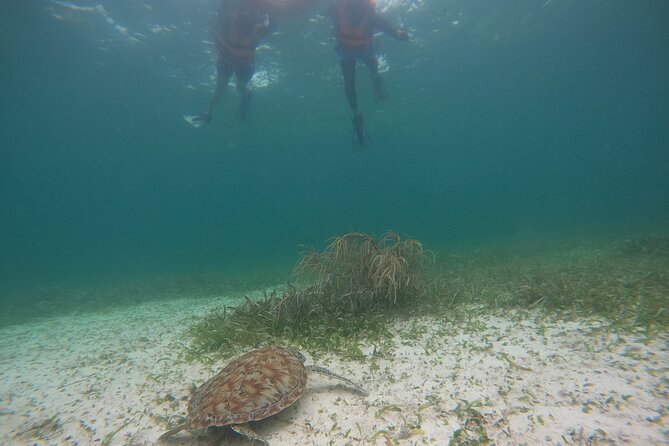 Costa Maya, snorkeling on the reef with fish, looking for turtles - Beach club time after snorkeling