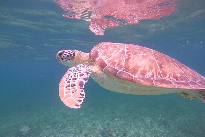 Costa Maya, snorkeling on the reef with fish, looking for turtles - Weather, waves, and seaweed can change the day