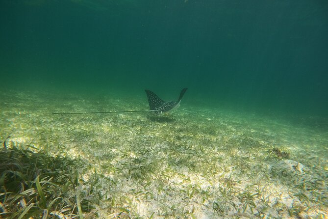 Costa Maya, snorkeling on the reef with fish, looking for turtles - Who should book this Costa Maya snorkel?