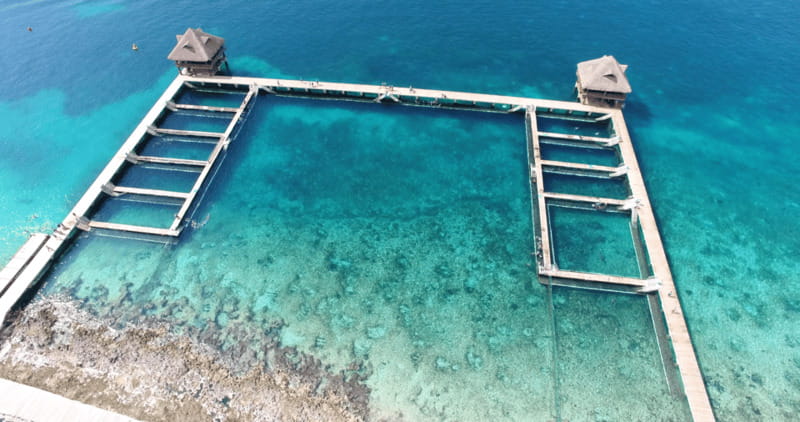 Cozumel: Dolphin Royal Connection and Manatee Interaction - What the 50-minute animal program really includes