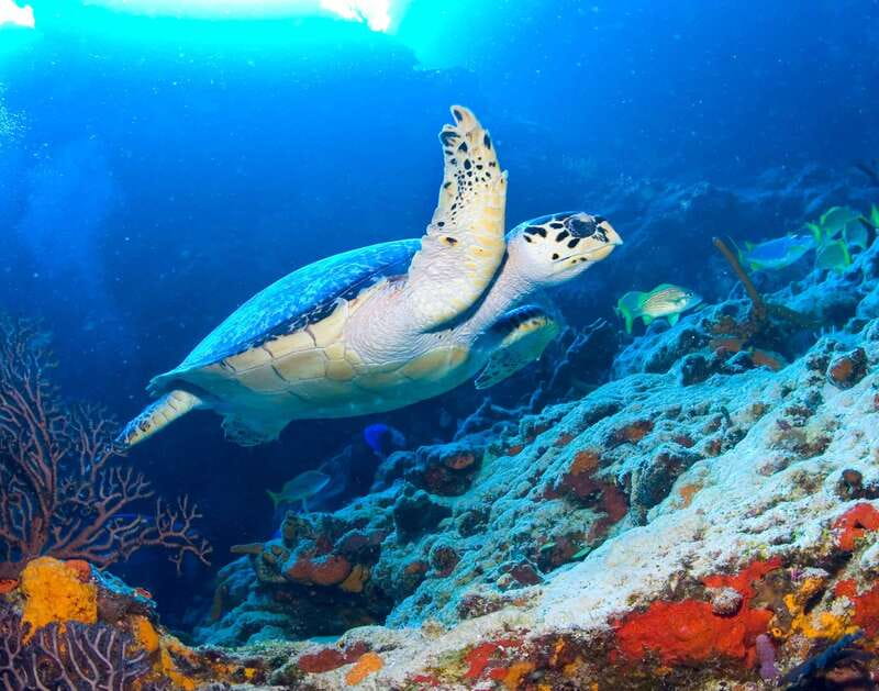 Cozumel: El Cielo & Palancar Snorkel with Open Bar & Ceviche - What the four-and-a-half hours look like