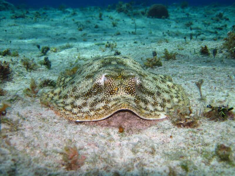 Cozumel: El Cielo & Palancar Snorkel with Open Bar & Ceviche - Sun protection is a serious detail