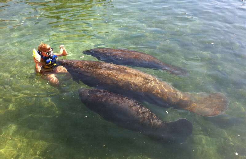 Cozumel: Manatee Encounter, Chankanaab Admission and Buffet - What makes the manatee encounter special